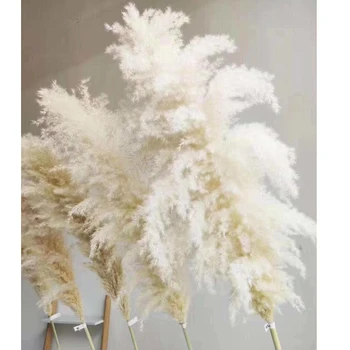 5 ks Svadobný špeciálne pampas trávy dekor veľké veľkosti Našuchorené perie svadobné kvety, rastliny, prírodné biele sušené kvety 55 cm