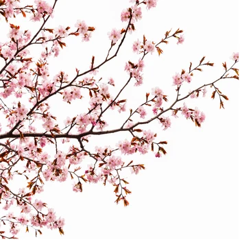 Ružová Cherry Blossom Sprchový Záves pre Kúpeľňa s 12 Háčiky Kvetinový Sakura