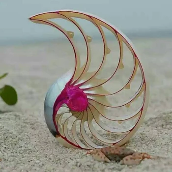MEZOPOTÁMIA Pestré Prírodné Conch Shell Ozdoby Rose Nautilus Fosílnych Kreatívne Domáce Dekorácie, Svadobné Dary Conch Škrupiny