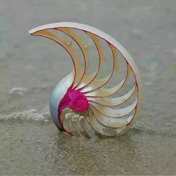 MEZOPOTÁMIA Pestré Prírodné Conch Shell Ozdoby Rose Nautilus Fosílnych Kreatívne Domáce Dekorácie, Svadobné Dary Conch Škrupiny
