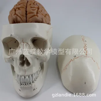 1:1 životnej Veľkosti Človeka Anatomické Lebky, Mozgu Model 8 dielov Ľudská Kostra Hlavy Štúdium Anatómie Výučby Hračka Dodávky