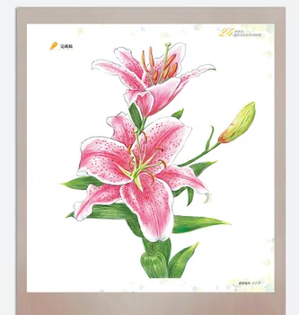 Nové arrivel Farebné ceruzky Rysovacie návod art book 24 druhov kvetov super podrobné farebné ceruzky ručne maľované návod knihy