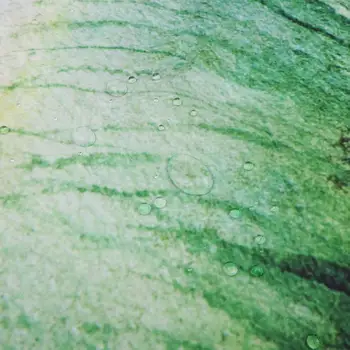 Zelený Banán Palmové Listy Sprchové Závesy Nepremokavé