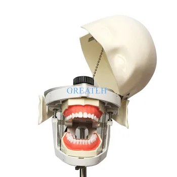 Zubár Phantom Hlavu Simulácia Praxe Vedúci Model Zubné Školenia Zuby model Zubné Model Vyučovania