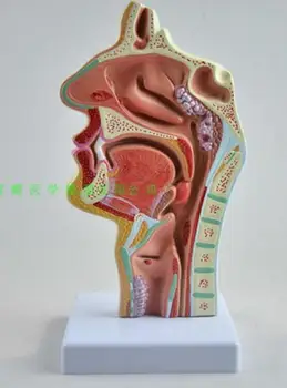 Nosové dutiny, ústnej dutiny, hrtana, hltana, model pozdĺžnom reze model ľudského ortodontická anatómie lekárskej antomical model