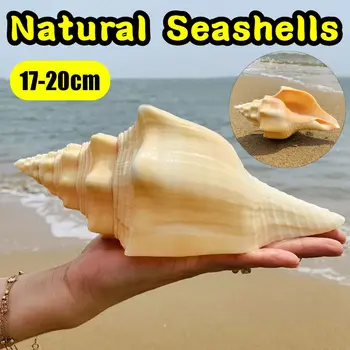 17-20 cm Veľké Prírodné Conch Shell Coral korýtko Blister obojstranné Seashell Doma akvárium Príslušenstvo Akvárium Dekor Nové