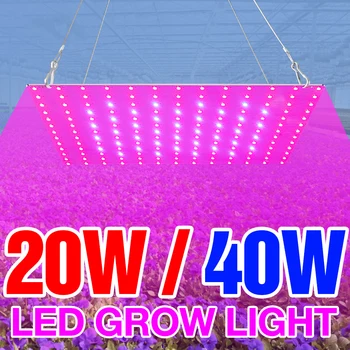 LED Rásť Svetlo 20W 40W Phyto Lampy 220V LED Phyto Rast Lampy celé Spektrum Rastlín Osvetlenie Pre Vnútorné kvety Rastú Box EÚ Plug