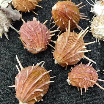 Prírodné Conch Škrupiny akvárium záhradné Dekorácie Okna 8-13 cm Vzorom Snail Kolekcia Červená Chryzantéma Slimák