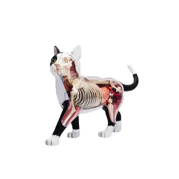 Čierna a biela mačka 4d puzzle Montáž hračka Zvierat Biológie orgán anatomický model lekárske model vyučovania