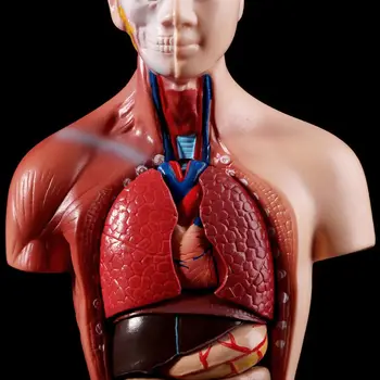 Ľudské Torzo Tela Model Anatómie Anatomické Lekárske Vnútorných Orgánov Pre Vyučovanie X6HB