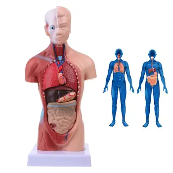 Ľudské Torzo Tela Model Anatómie Anatomické Lekárske Vnútorných Orgánov Pre Vyučovanie X6HB