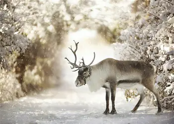 Vianočné Pozadie Foto Pozadie Snowfield Vianoce Brown Deer Bokeh Pozadia Fotografie Rekvizity Pozadí 7x5FT