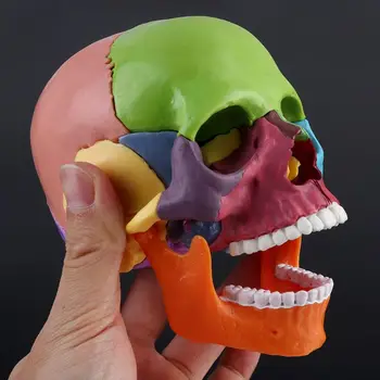 15pcs/set 4D Rozobrať Farba Lebky Anatomický Model Odnímateľný Lekárske učebná pomôcka