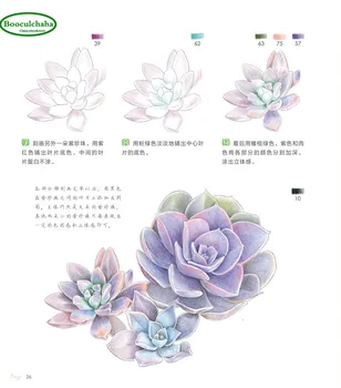 Booculchaha Succulents kreslenie knihy: 38 druhov sukulentných farebné ceruzky maľovanie knihy Čínskeho umenia učebnica