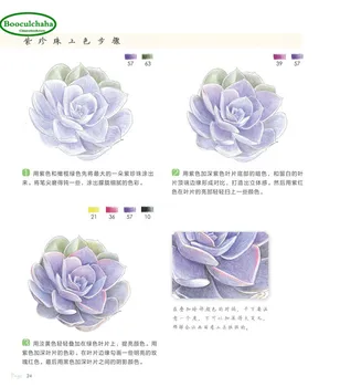 Booculchaha Succulents kreslenie knihy: 38 druhov sukulentných farebné ceruzky maľovanie knihy Čínskeho umenia učebnica