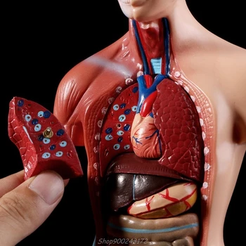 Ľudské Torzo Tela Model Anatómie Anatomické Vnútorných Orgánov Pre Vyučovanie Au26 20 Dropship