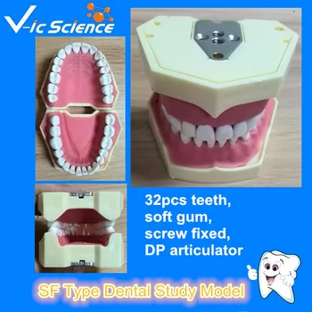 Kvalitné SF Typ Zubná Štúdia Model