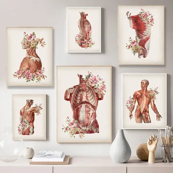 Kvetinový Anatómie Plátno Na Maľovanie Svalového Systému Zdravotníckych Vintage Poster Ľudské Telo Art Print Štúdia Vzdelávanie Dekorácie Obrázok