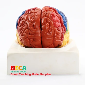 Ľudské 1:1 Mozgu Montáž Regionálne Anatómia Funkciu Mozgu MDN003