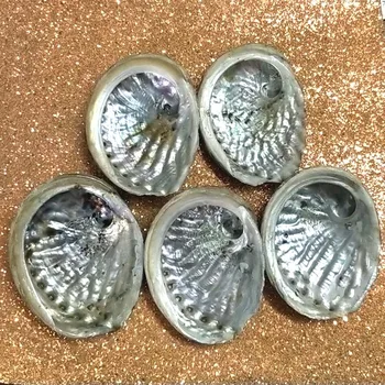 11 cm-12 cm B Triedy veľkoobchod Populárne Prírodné Abalone Škrupiny Seashell pre Domáce Akvárium Krajiny DIY Dekor