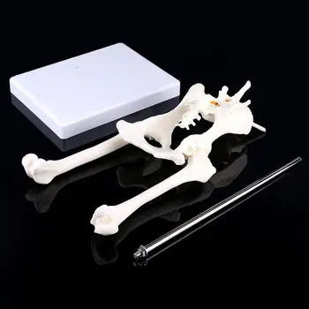 Pes, Psie Bedrových Bedrového Kĺbu s stehennej kosti Model Anatómie Kostra Displej X6HB