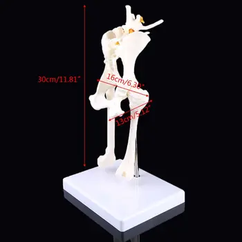 Pes, Psie Bedrových Bedrového Kĺbu s stehennej kosti Model Anatómie Kostra Displej X6HB