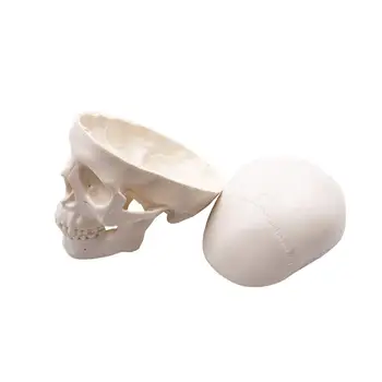 Mini Model Lebky - Malé rozmery Ľudského Lekárske Anatomické Dospelých Hlavu Kosti pre Vzdelávanie