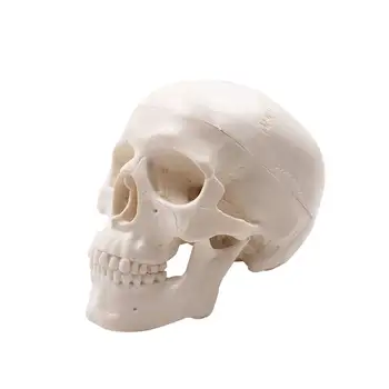 Mini Model Lebky - Malé rozmery Ľudského Lekárske Anatomické Dospelých Hlavu Kosti pre Vzdelávanie