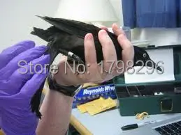 Nylon Materiál Zadarmo Zásielky Vták Páskovanie Oddelenie Remmend Hmly Vták Zachytiť Net 12.5x3.8m oka:19 mm