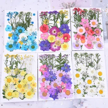 Lisované Kvety, malé Sušené Kvety Scrapbooking suché DIY Konzervované Kvetinová Výzdoba Domov MINI bloemen Krásy make-up streľba