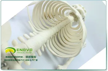 Doprava zadarmo Lekárske normy 85 cm ľudského tela kostra model manikin