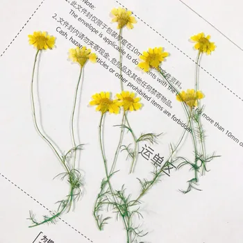 Chryzantéma Na Stonka Sušené Kvety Pre Umenie Vzoriek Rastlín 200 Ks Zdarma Zásielky