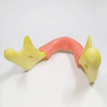 1 Kus Zubný Implantát Praxi Zuby Model s Imitáciou Kosti (Vŕtanie) Silikónové Mäkké Gumy (Rezanie/Šitie) Dolnej Čeľuste