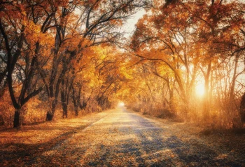 Laeacco Foto Pozadia Jesenného Lesa Vidieku Cestnej Západ Slnka Krásne Malebné Fotografie Prostredí Photocall Photo Studio