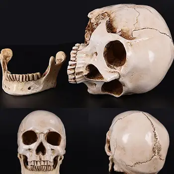 Halloween Lebky, Model Ľudského Anatomický Model Simulácie Živice Ľudskej Lebky Model Lekárske Anatomické Sledovanie Výučby Kostra