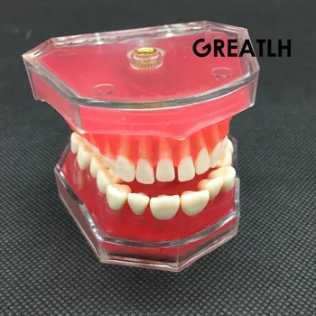 Zubné Štúdia Vyu Model Štandardný Model Vymeniteľné Zuby Mäkká Guma pre DOSPELÝCH TYPODONT Model