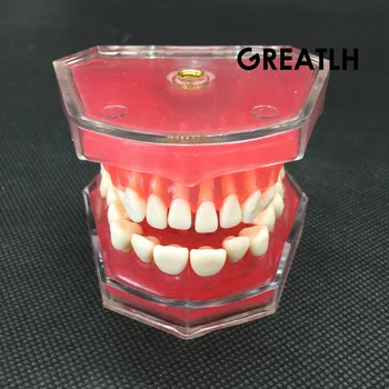 Zubné Štúdia Vyu Model Štandardný Model Vymeniteľné Zuby Mäkká Guma pre DOSPELÝCH TYPODONT Model