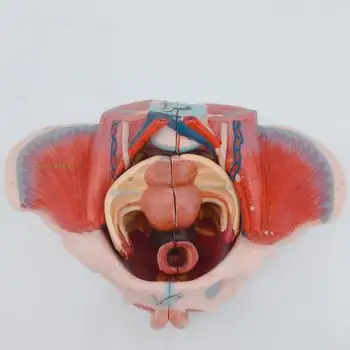 PVC Ženskej panvy s panvového dna svaly a nervové model s bedrových a panvy, kostí anatómia panvového genitálny model Panvového sagittal