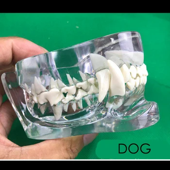 1 ks Zvieracích zubov model Pes, Mačka zub usporiadanie praxi model vyučovania simulačný model Hračka Darček